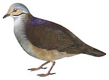 White-throated Quail-Dove Illustration