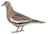 White-winged Dove Illustration