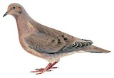 Eared Dove Illustration