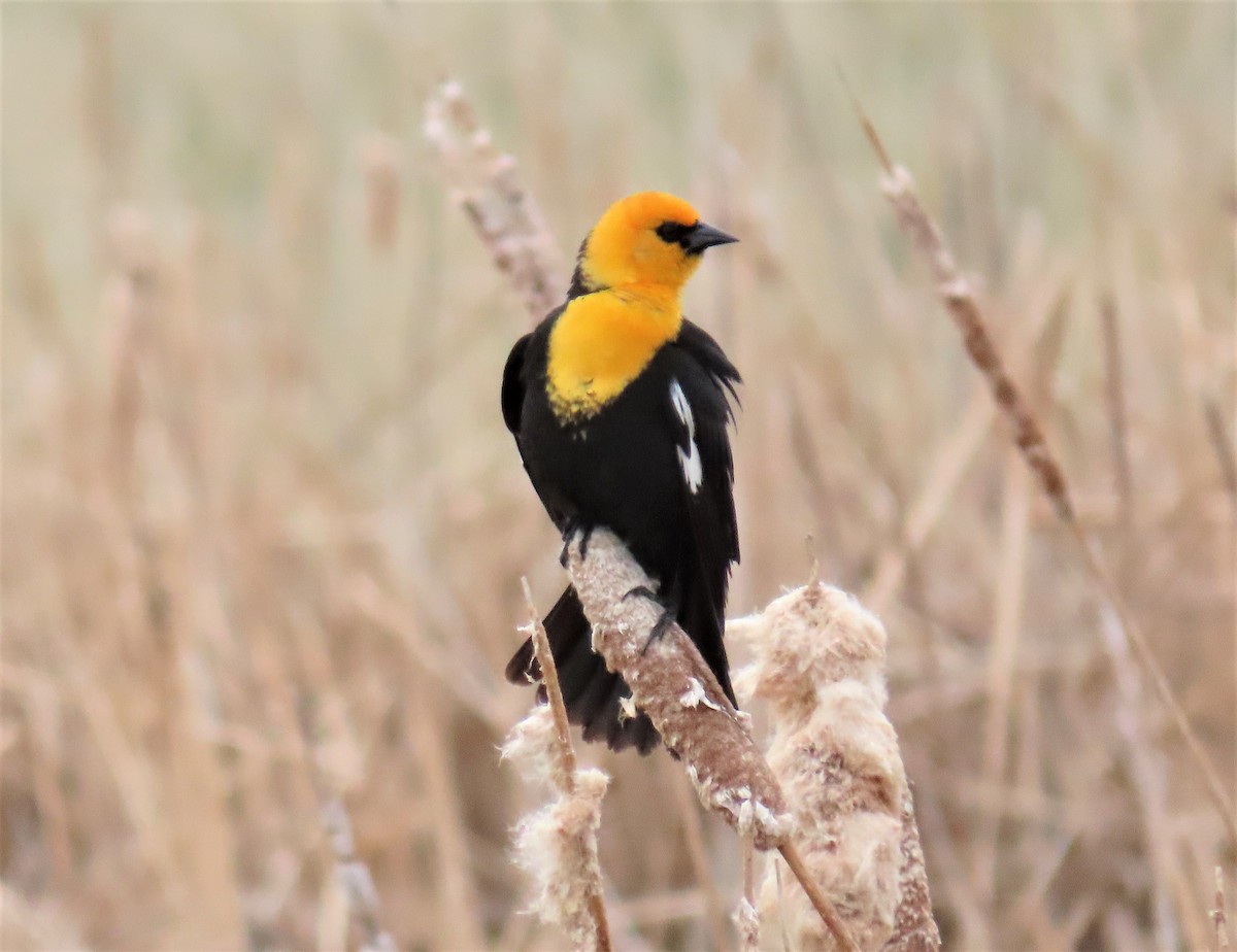 Yellow-headed Blackbird - Jan Thom