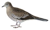 Scaled Dove Illustration