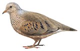 Common Ground Dove Illustration