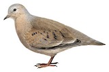 Plain-breasted Ground Dove Illustration