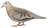 Ecuadorian Ground Dove Illustration