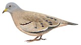 Croaking Ground Dove Illustration