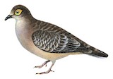 Bare-faced Ground Dove Illustration