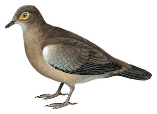 Metriopelia melanoptera saturatior