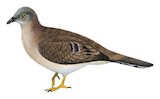 Long-tailed Ground Dove Illustration