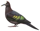 New Guinea Bronzewing Illustration