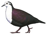 White-fronted Ground Dove Illustration