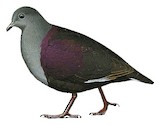 Marquesan Ground Dove Illustration