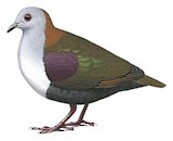 Palau Ground Dove Illustration