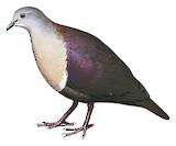 Santa Cruz Ground Dove Illustration