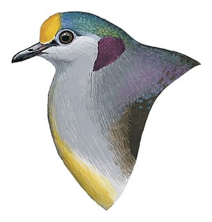 Gallicolumba tristigmata bimaculata