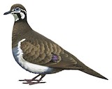 Squatter Pigeon Illustration