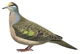 Common Bronzewing Illustration