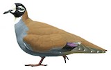 Flock Bronzewing Illustration