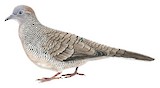 Zebra Dove Illustration