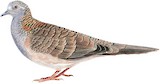 Bar-shouldered Dove Illustration