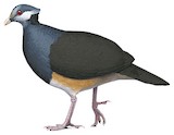 Thick-billed Ground Pigeon Illustration