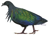 Nicobar Pigeon Illustration