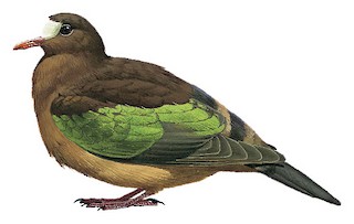 Stephan's Dove - Chalcophaps stephani - Birds of the World