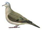 Emerald-spotted Wood Dove Illustration