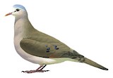 Blue-spotted Wood Dove Illustration