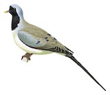 Namaqua Dove Illustration