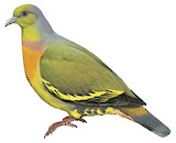 Orange-breasted Green Pigeon Illustration