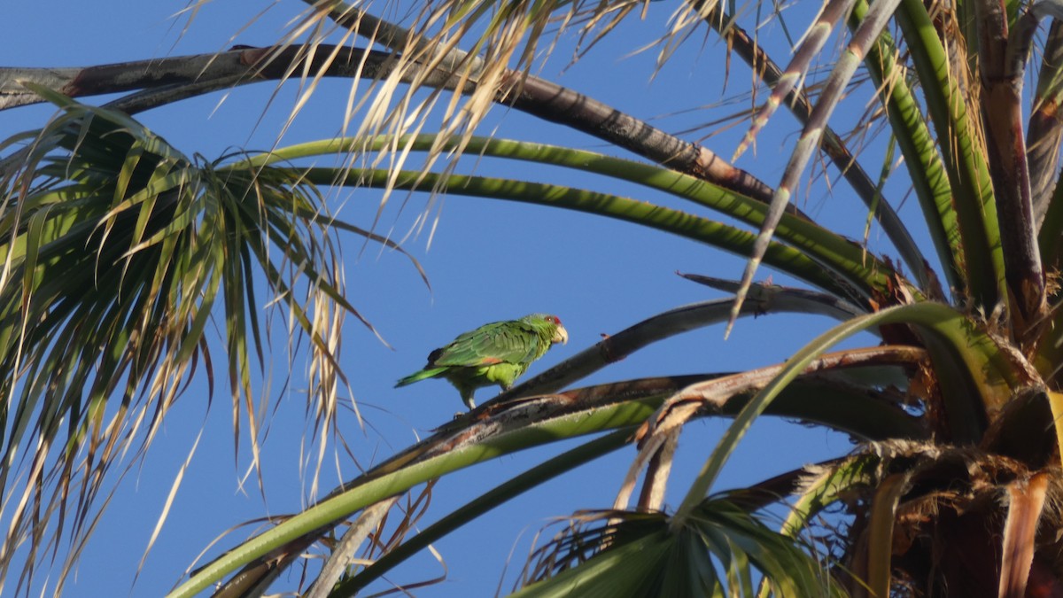 Lilac-crowned Parrot - ML153386571