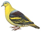 Buru Green Pigeon Illustration