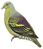 Sumba Green Pigeon Illustration