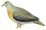 Large Green Pigeon Illustration