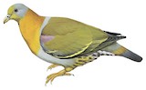 Yellow-footed Green Pigeon Illustration