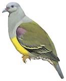 Bruce's Green Pigeon Illustration