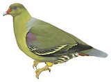 African Green Pigeon Illustration