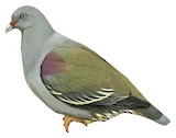 Pemba Green Pigeon Illustration