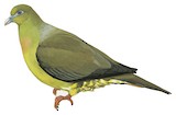 Sumatran Green Pigeon Illustration