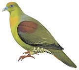 Wedge-tailed Green Pigeon Illustration