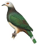 Pink-bellied Imperial Pigeon Illustration