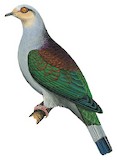 Mindoro Imperial Pigeon Illustration