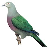 Enggano Imperial Pigeon Illustration