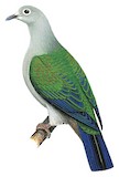 Seram Imperial Pigeon Illustration