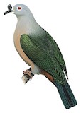 Pacific Imperial Pigeon Illustration