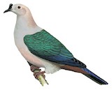 Spice Imperial Pigeon Illustration