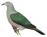 Geelvink Imperial Pigeon Illustration