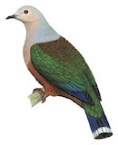 Finsch's Imperial Pigeon Illustration