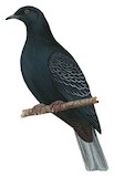 Black Imperial Pigeon Illustration