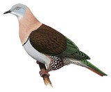 Zoe's Imperial Pigeon Illustration